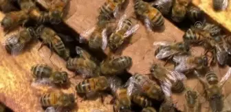 Kolombiya'da tarımsal üretimde önemli role sahip arıları korumak için 'süper gıda' geliştirildi