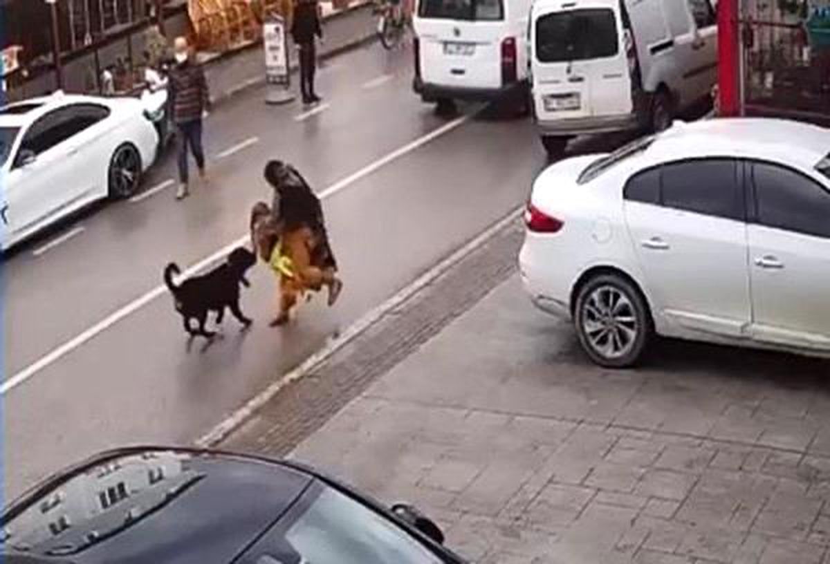 Köpek üzerine doğru koşunca kucağındaki çocuğu düşürdü