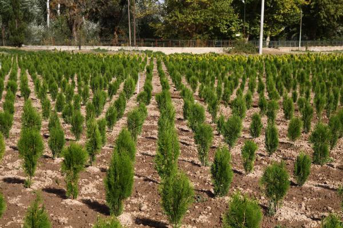 OGM\'den komşu ülkelere 1 milyon fidan desteği