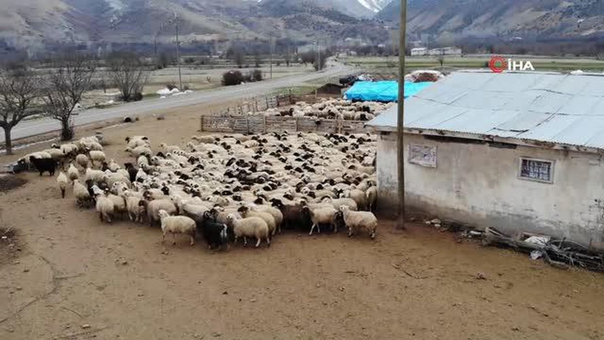 Süt kuzuları günde 2 defa anneleriyle buluşturuluyor