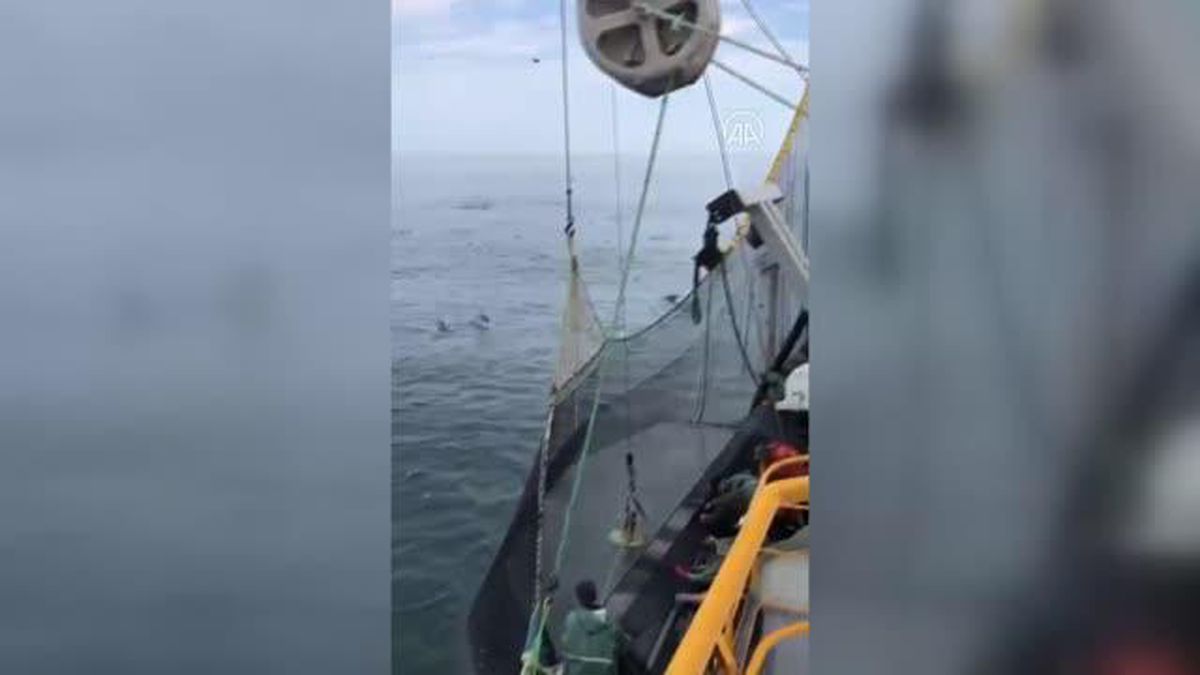 Balıkçıların avlarına ortak olan yunuslar cep telefonu kamerasıyla görüntülendi