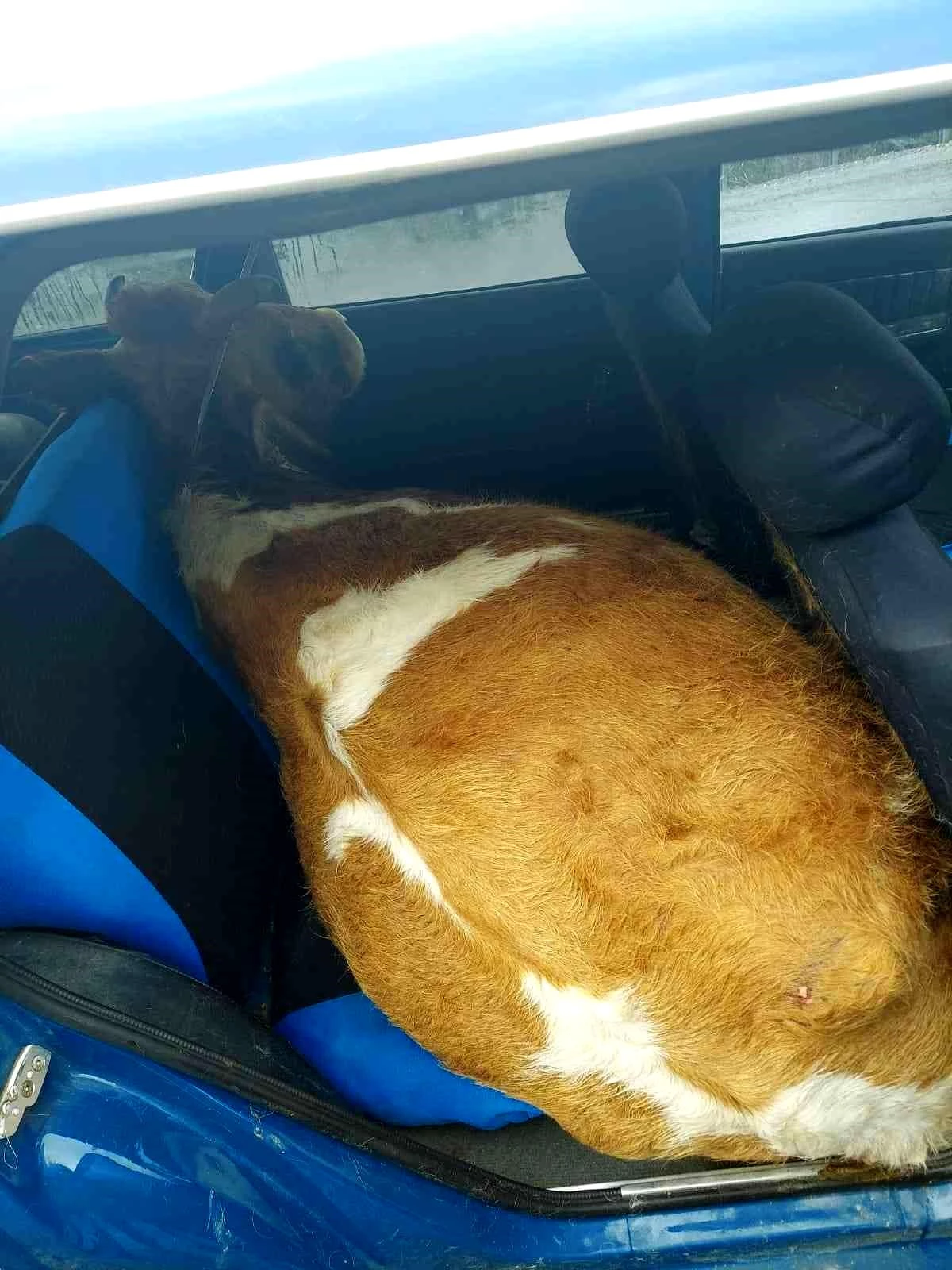 Çaldığı ineği otomobilin arka koltuğuna gizledi