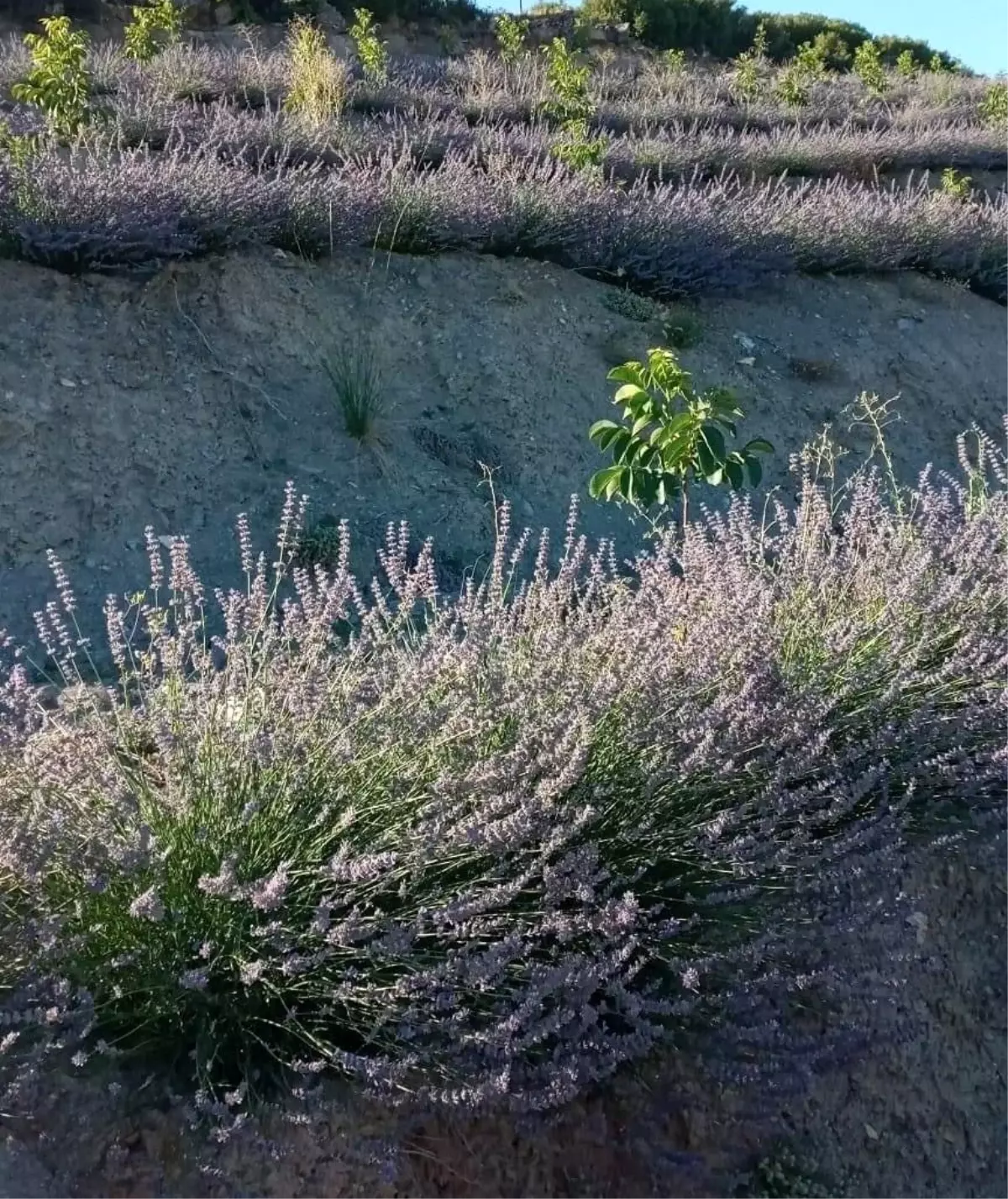 Lavanta üretimi çiftçinin alternatif geliri oldu