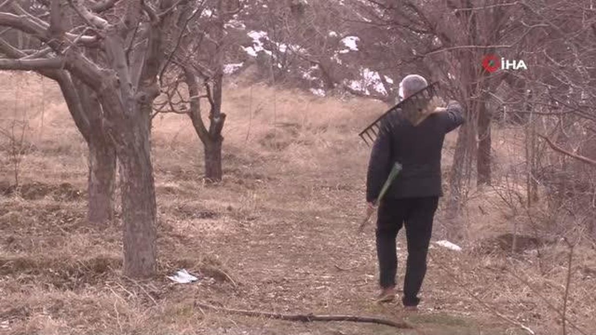 Tescilli Cimin üzümü mesaisi başladı