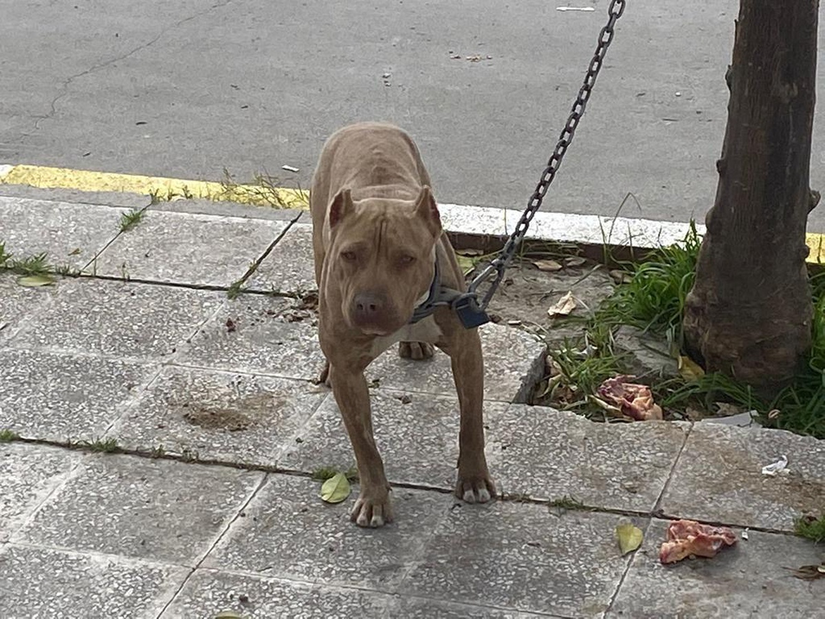Adana\'da tehlikeli ırk köpek sahibi 10 kişiye para cezası