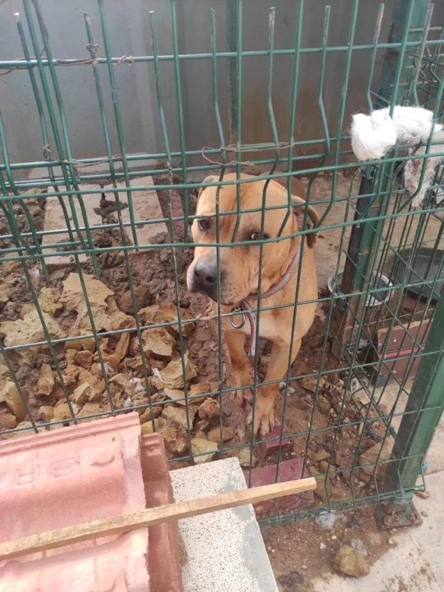Adana'da tehlikeli ırk köpek sahibi 10 kişiye para cezası
