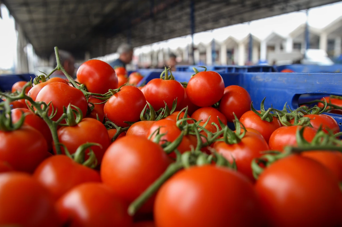 Antalya Toptancı Hali\'nde yaş sebze fiyatları yaklaşık yüzde 50 düştü