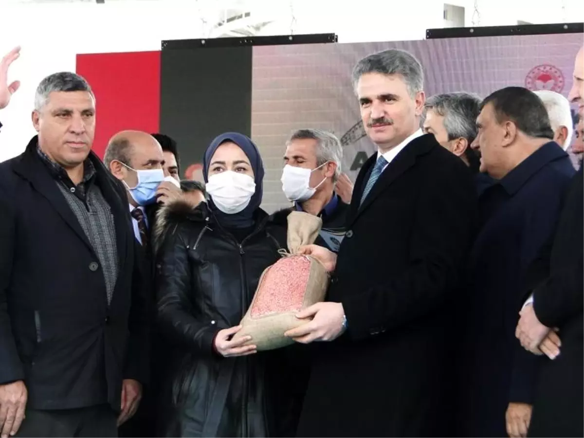 Çiftçilere dağıtılan arpa ve buğdayın ekimi yapılıyor