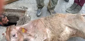 Hatay'da kaçan inek kanalizasyona sıkışmış halde bulundu