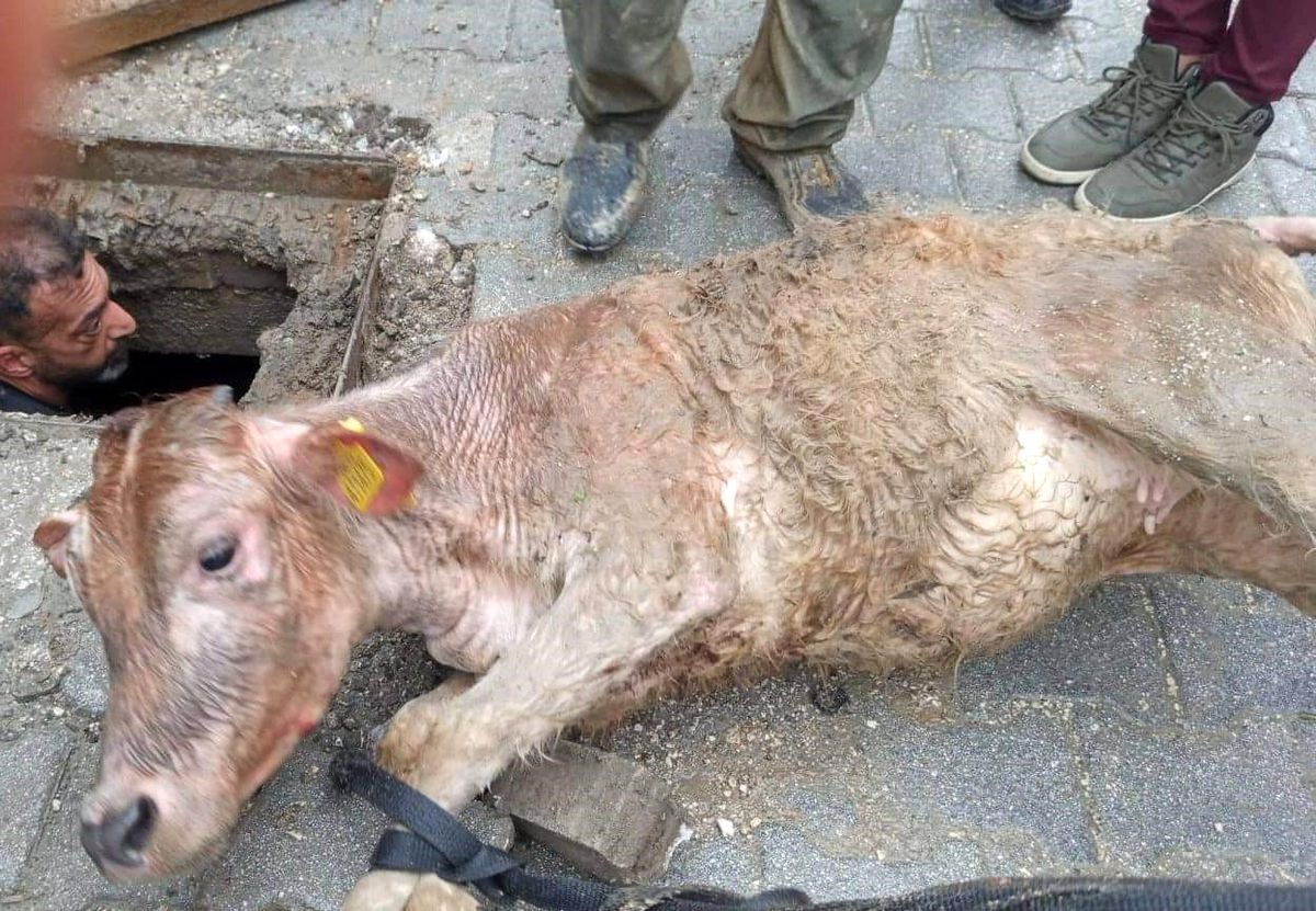 Hatay'da kaçan inek kanalizasyona sıkışmış halde bulundu