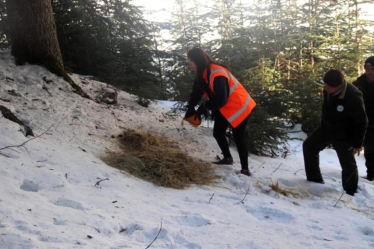 Kastamonu\'da yaban hayvanları için doğaya yem bırakıldı