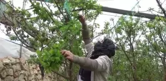 Serada yetiştirilen kayısı çağlasının hasadına başlandı