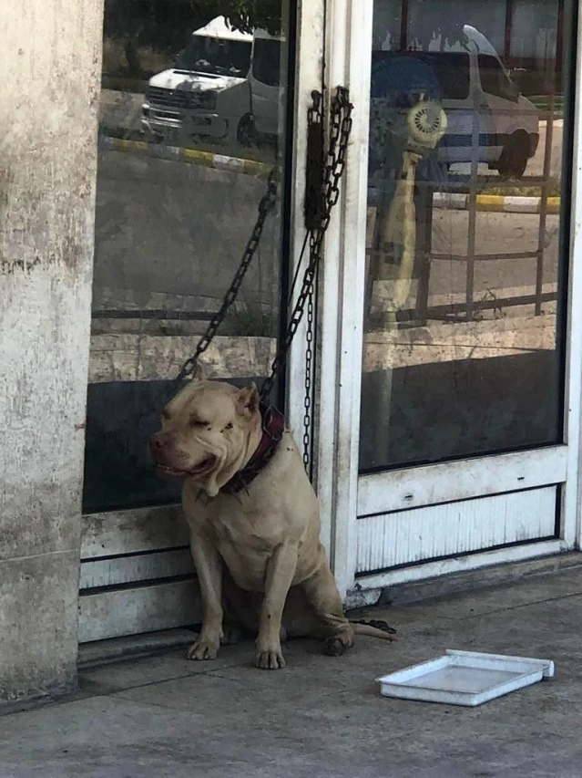 Adana'da tehlikeli ırk köpek sahibi 10 kişiye para cezası