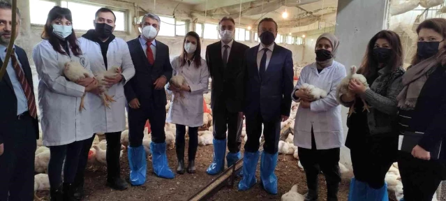 Uludağ Üniversitesi özel sektör ile işbirliği yaparak köy tavuğu üretiyor
