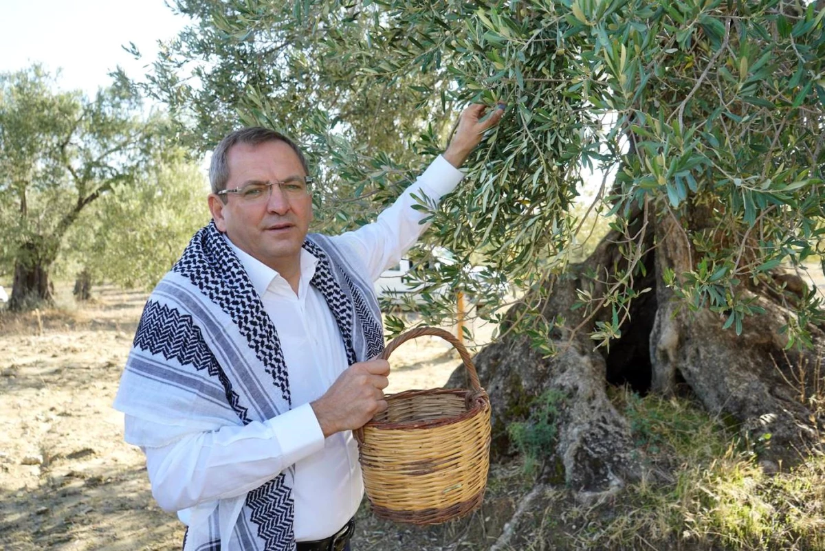 Ayvalık Belediye Başkanı Ergin\'den zeytin ağacı tepkisi