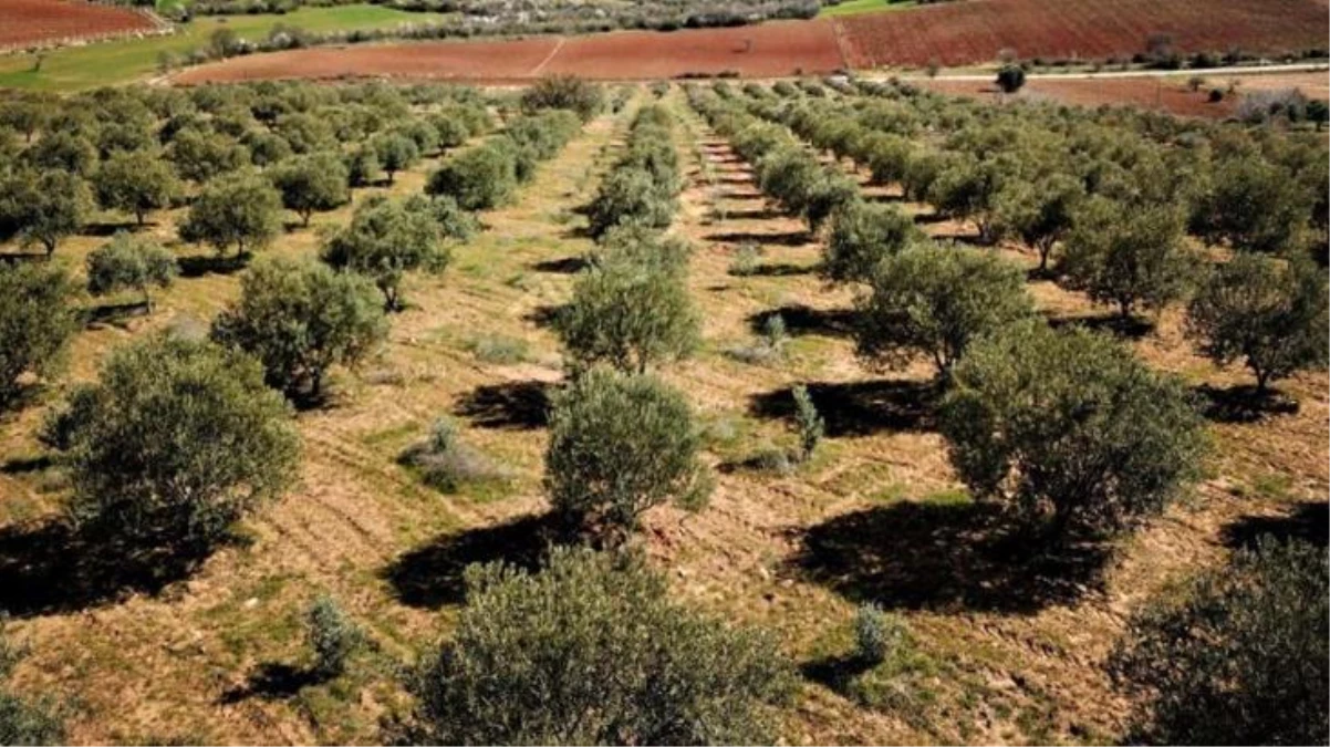 Enerji Bakanlığı \'\'Zeytin ağaçları kesilecek\'\' iddiasını yalanladı: Söz konusu değil