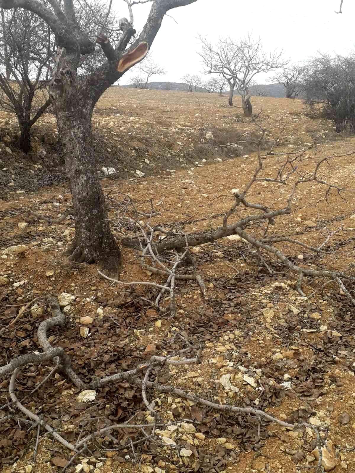 Besni\'de kimliği belirsiz şahıslar fıstık ağaçlarına zarar verdi