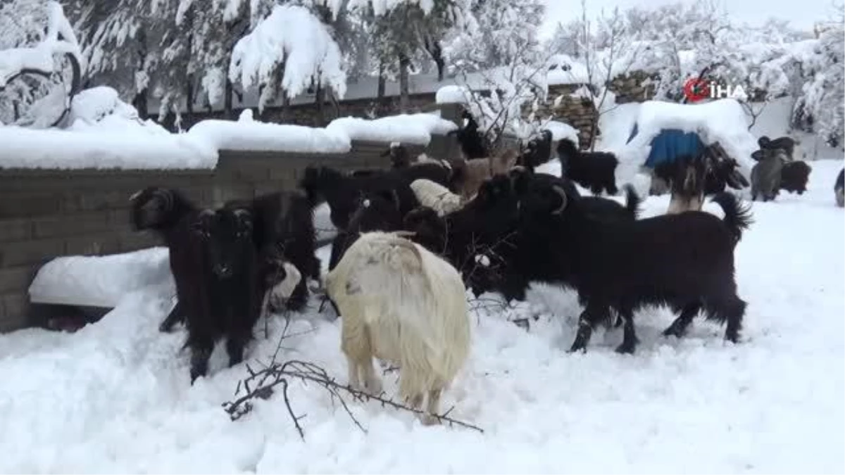 Doğal yaşam alanları karla kaplanan dağ keçileri ağaç dallarıyla beslendi