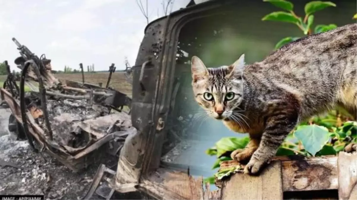 İtalya\'nın Dostoyevski kararından sonra İngiltere de Rus kedilerine yaptırım uyguladı: Şovlara katılamayacaklar