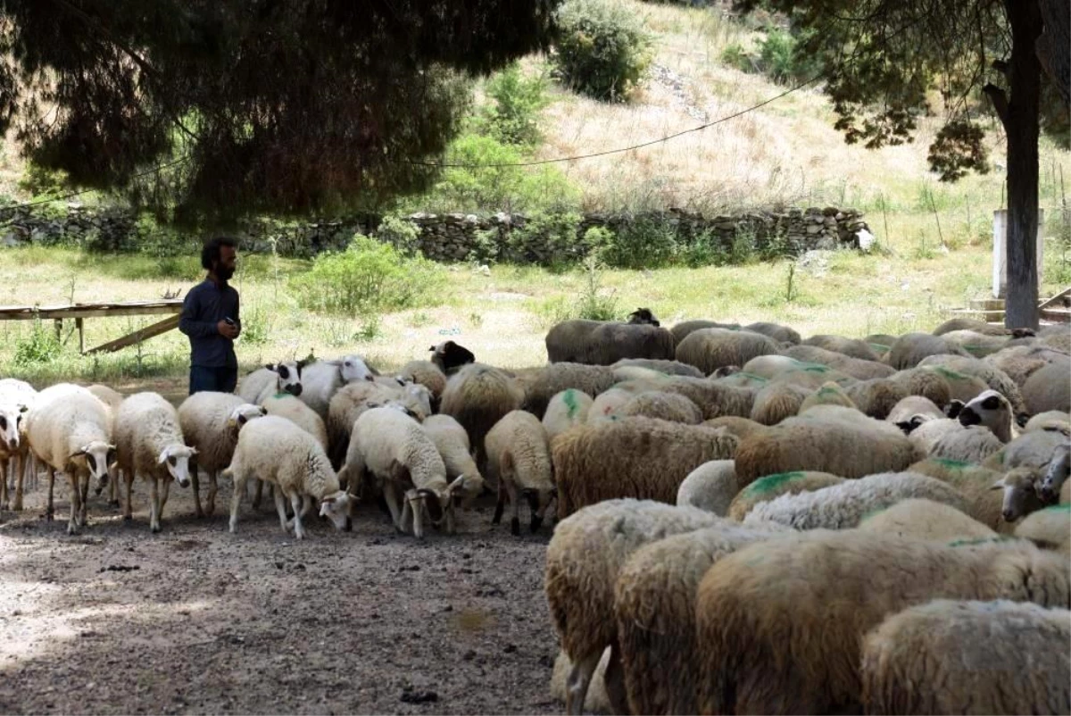 Köşk\'te koyun ve keçi desteklemeleri askıya çıktı