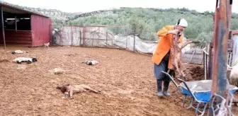 Mersin'de 6 kuzu ile 9 tavuk, köpeklerin saldırısında öldü