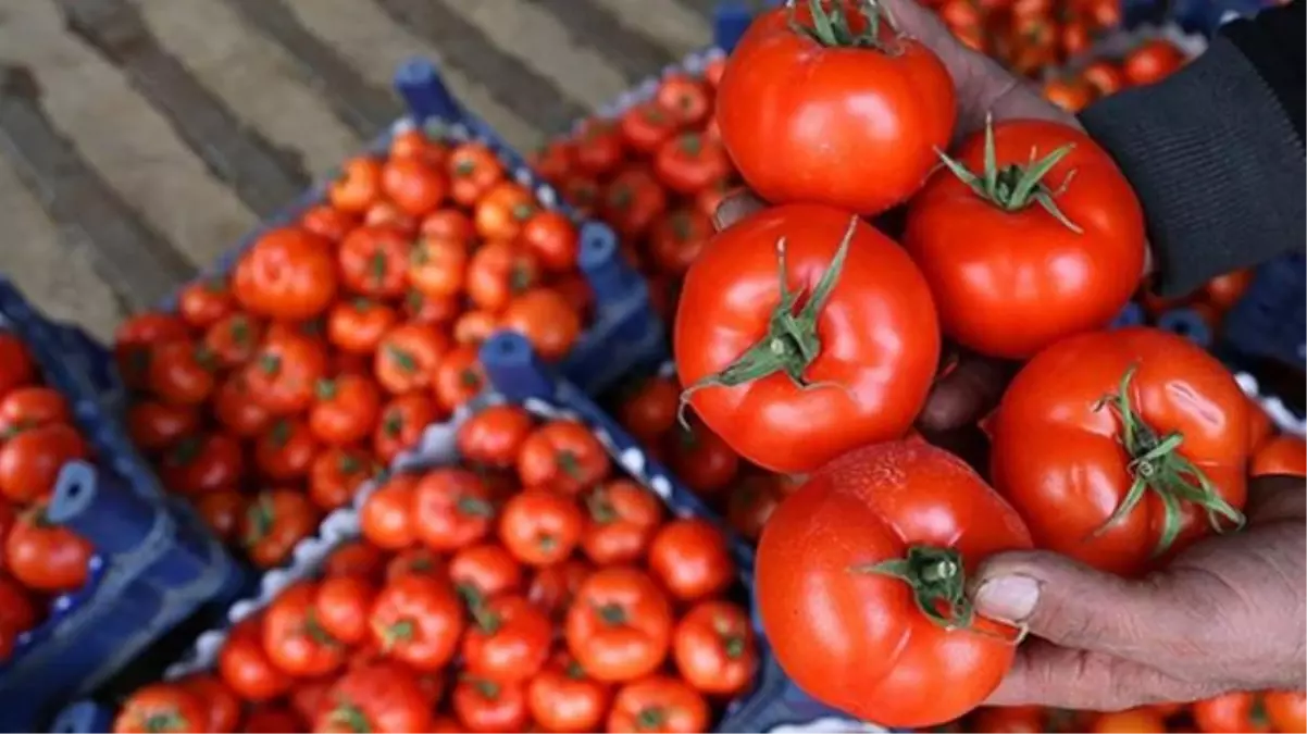 Rusya domatesi ihraç edemedi, fiyatı düştü! Semt pazarlarında güncel fiyat 10 TL