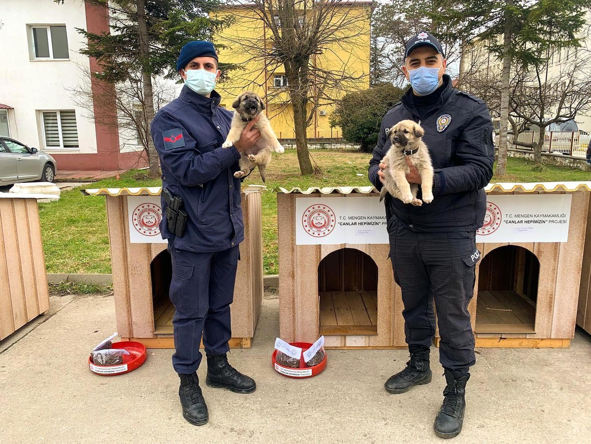 Sahipsiz köpekleri kamu kurumları sahiplendi