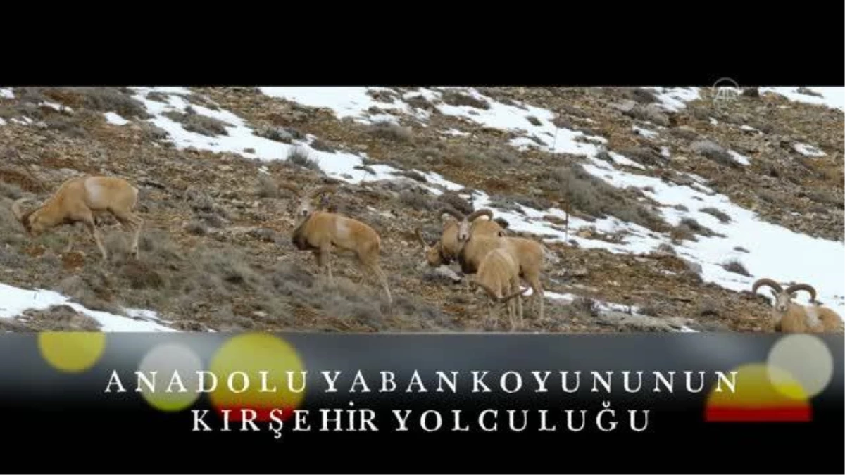 Yaban koyunlarının Kırşehir dağlarındaki serüveni klip oldu