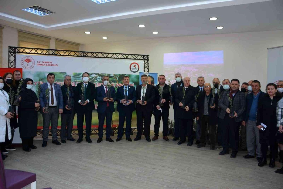 Çiftçiye zeytin fidanı dağıtıldı