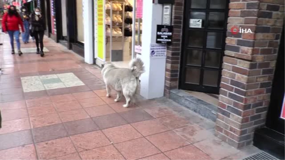 Eskişehir\'in sevimli, tembel ve tombul köpekleri