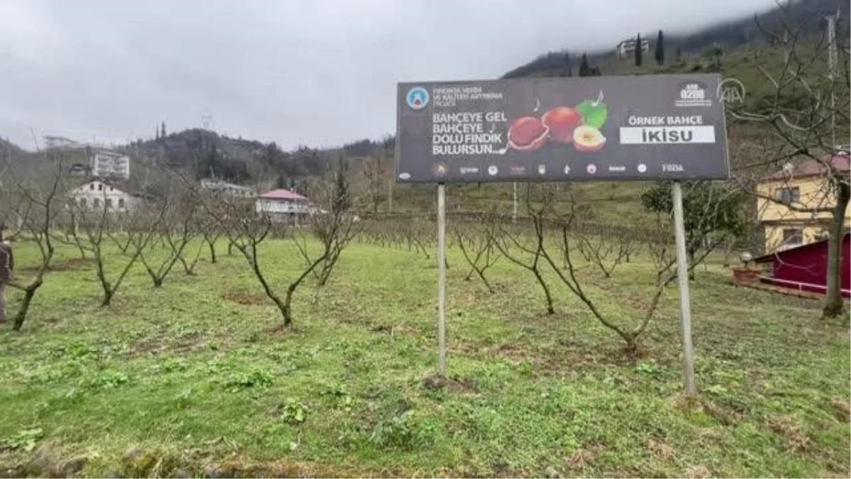 Fındıkta örnek bahçeler verim ve kaliteyi artırdı