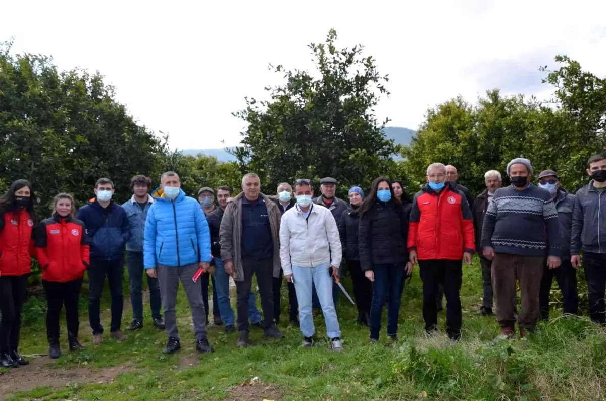 Köyceğiz\'de üreticilere turunçgil yetiştiriciliği eğitimi verildi