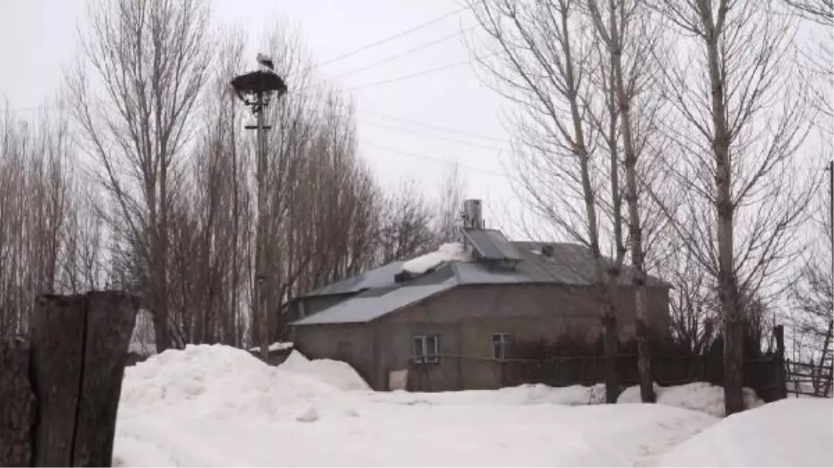 Muş'a gelen leylekler, kar sürpriziyle karşılaştı