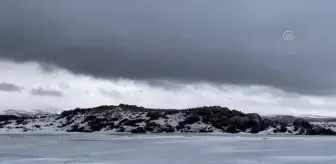 Buzla kaplı Çıldır Gölü'nün martılarını balıkçılar ekmekle besliyor