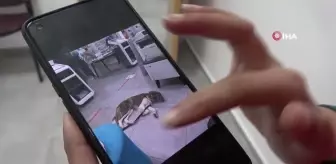 Hava almaya çıkardıkları köpeği döndüklerinde bulamadılar... Bulan kişiye ödül verilecek