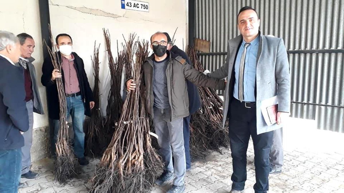 Simav'da çiftçilere 4 bin 800 adet ceviz fidanı dağıtıldı