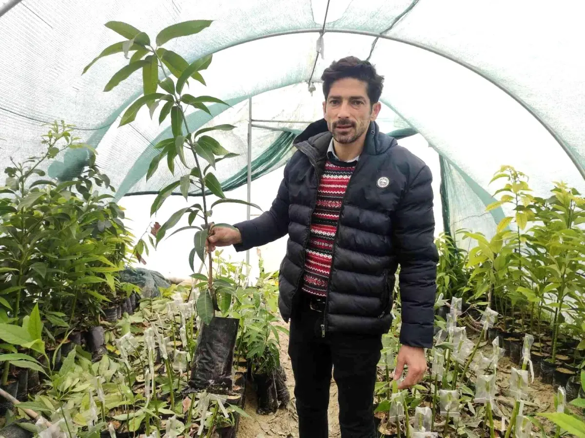 Dededen toruna fidan üretiyorlar