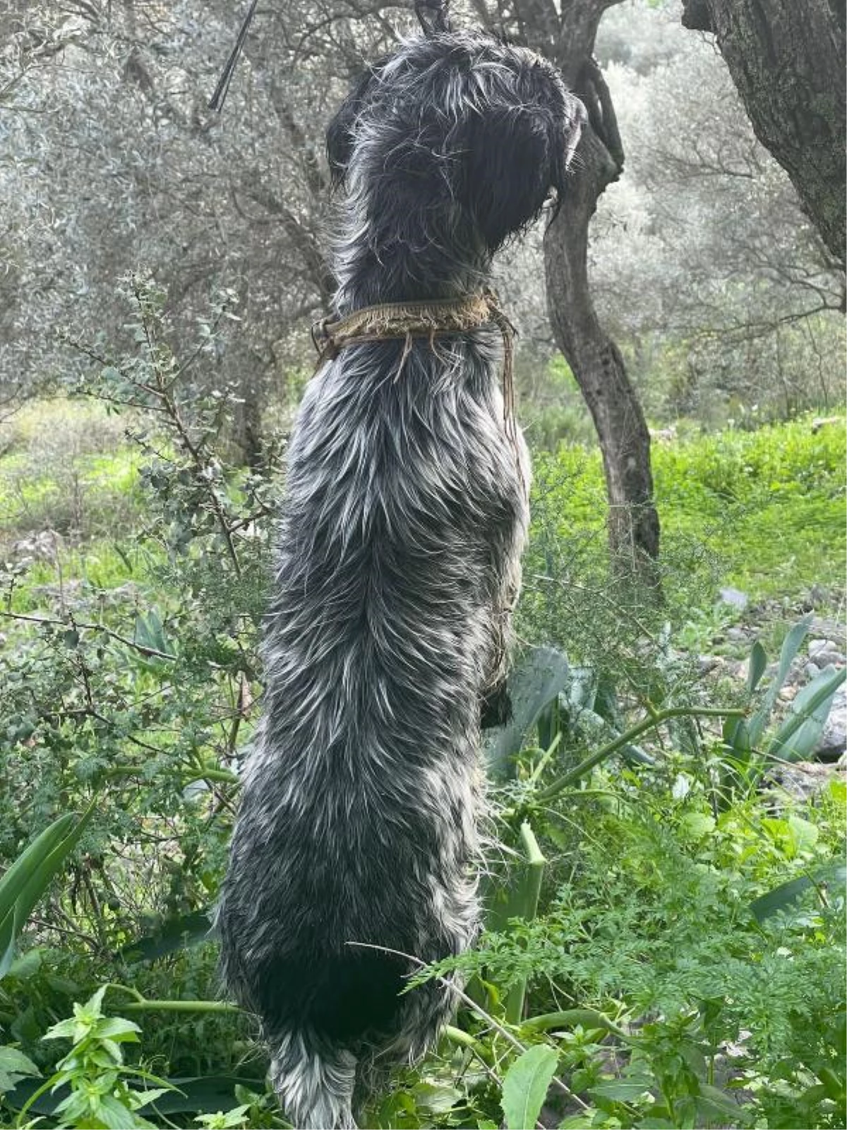 Son dakika haberleri | İple boğazından ağaca asılan köpek ölü bulundu