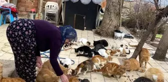 Kedilere adanan bir ömür... Nuriye Teyze 70 kediye annelik yapıyor