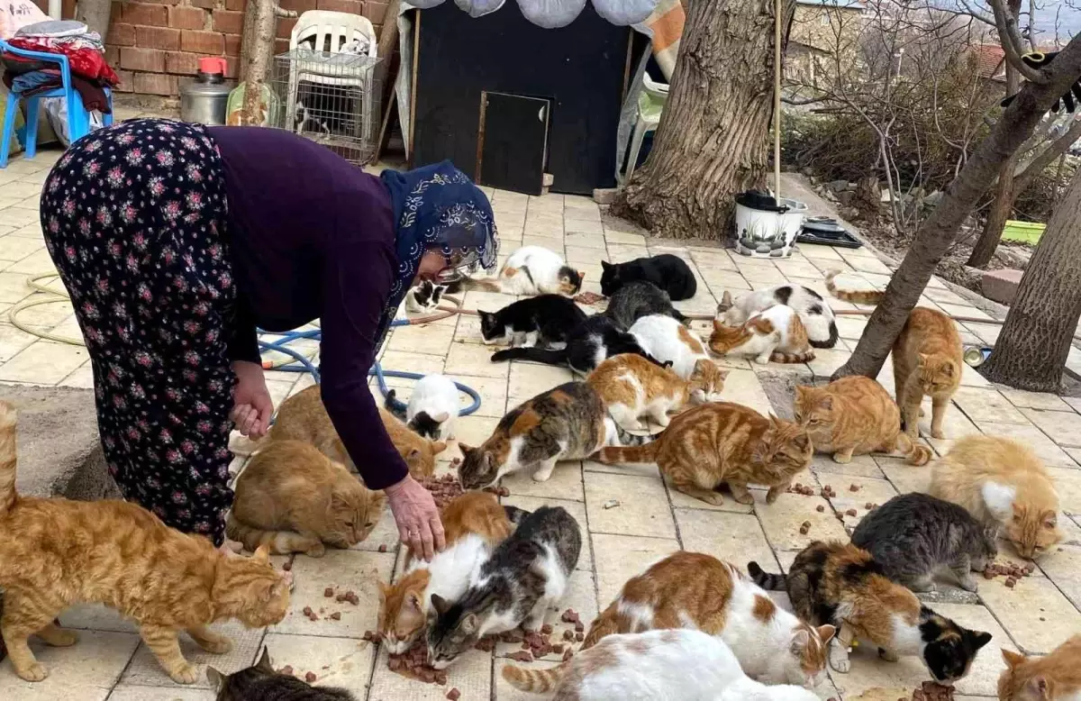 Kedilere adanan bir ömür... Nuriye Teyze 70 kediye annelik yapıyor