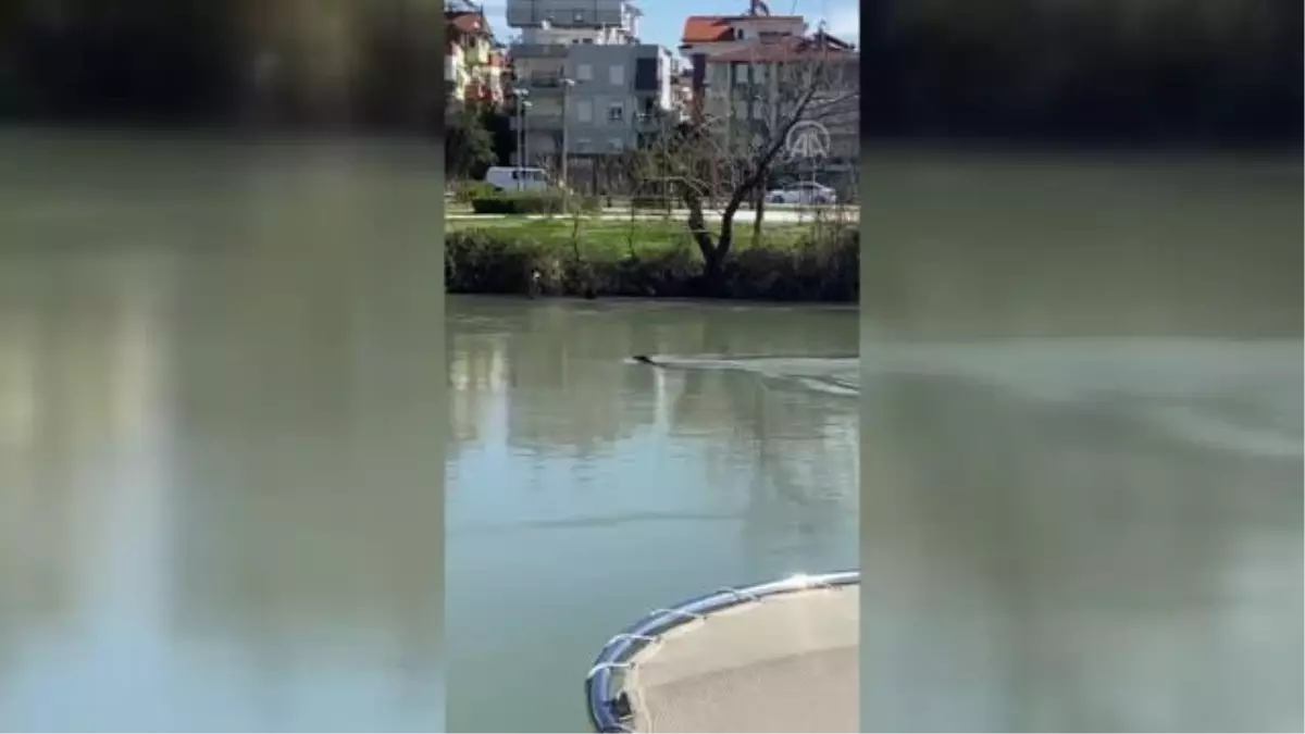 Manavgat Irmağı\'nda Akdeniz foku görüldü