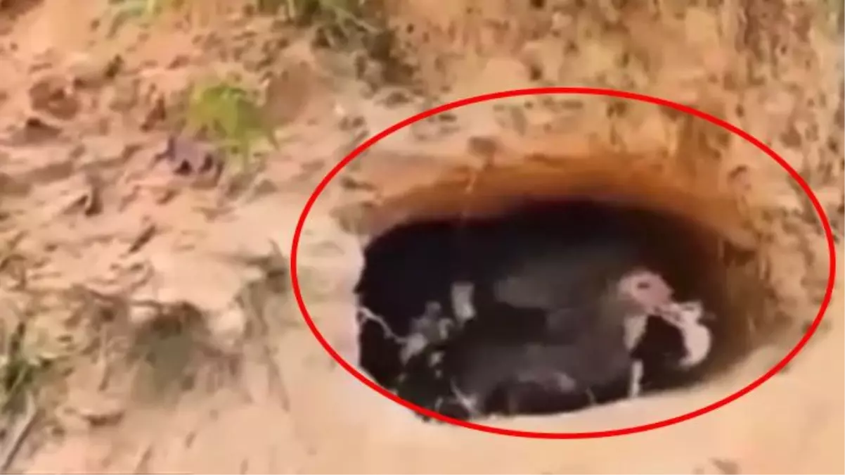 Kuluçkaya yatan ördeğin yumurtasından timsah çıktı, köylüler ne yapacağını şaşırdı