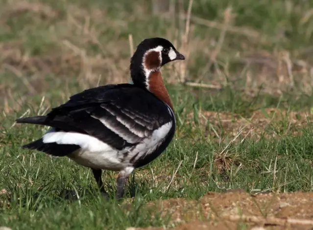 Kuş gözlemi tutkusu genç yaşta 318 türe ulaşmasını sağladı