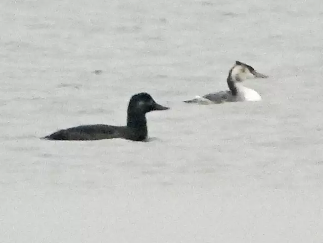 Kuş gözlemi tutkusu genç yaşta 318 türe ulaşmasını sağladı