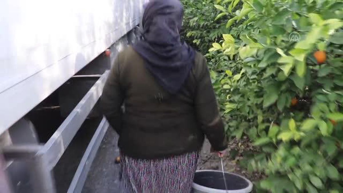 Tarım işçisi kadınlar, Çukurova'da üretimin her aşamasına katkı sunuyor