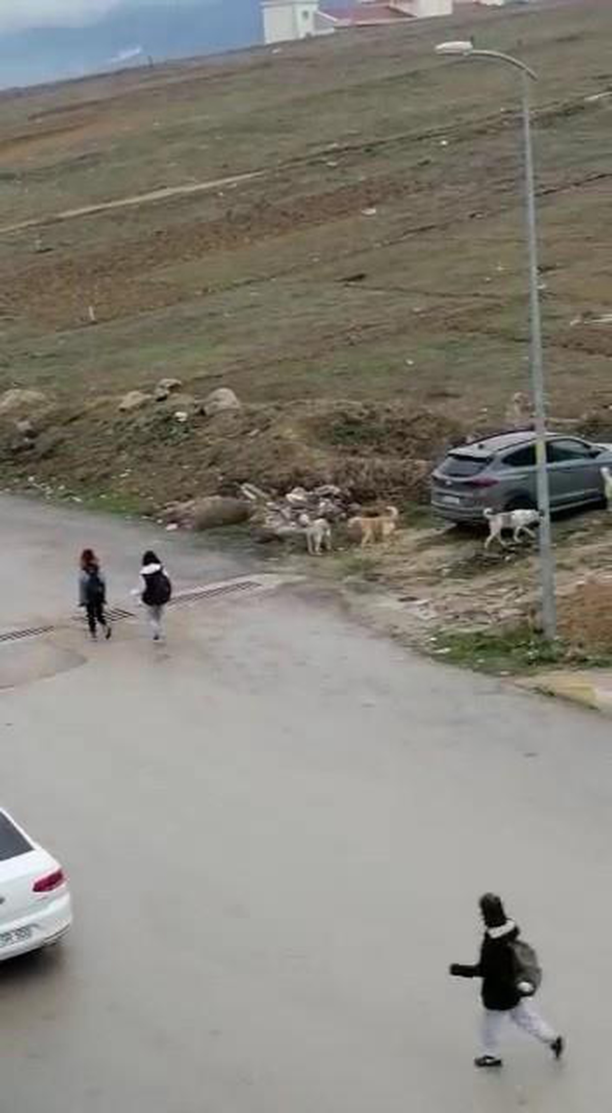 Başıboş köpekler öğrencilerin korkusu oldu