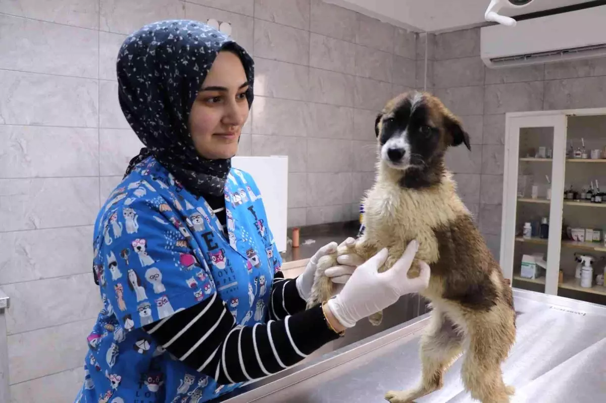 Bolu\'daki görüntülere Başkan Özlü duyarsız kalmadı