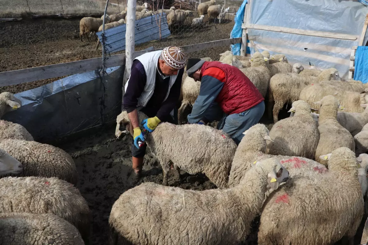Burdur'da çiçek hastalığı nedeniyle küçükbaş hayvan hareketliliği kısıtlandı