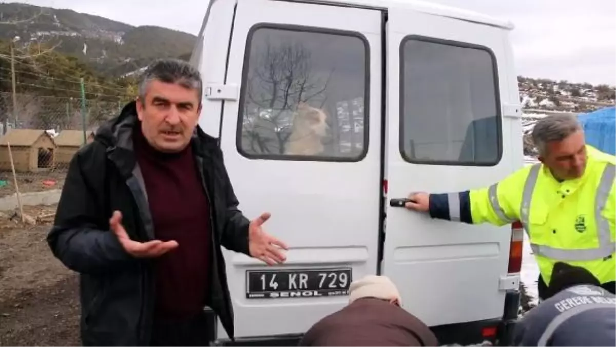 GEREDE HAYVAN BARINAĞINDAKİ KÖPEKLER DÜZCE\'YE SEVK EDİLDİ