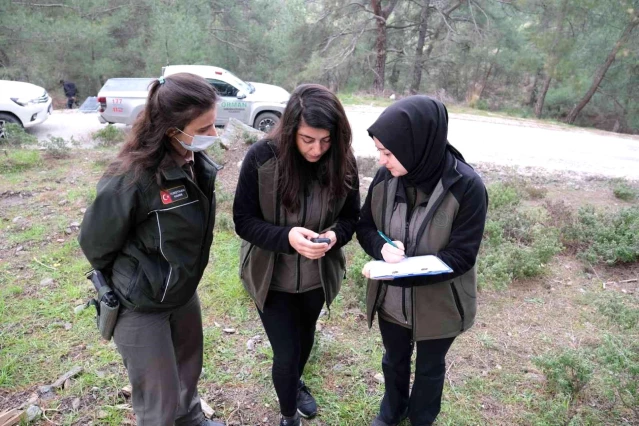 İzmir'in ormanları kadınlara emanet